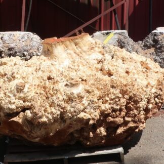 Whole Burl